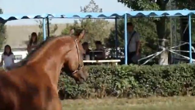 Петлица Терск 2010( Победитель - Пыльца) смотреть онлайн