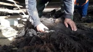 Постриг овцу за пару минут / Professional sheep shearing