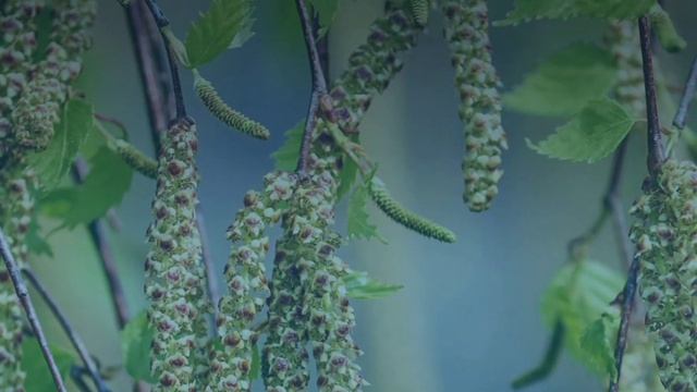 Как бороться с аллергией? Лекарство от доктора Ольги Фатулы Весенний Поллиноз