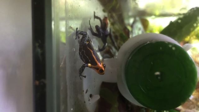Big Momma (Ranitomeya imitator varadero) смотреть онлайн
