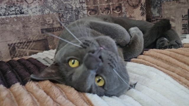 Брюс - метис чаузи и мейкуна.Мини рысь необычного для нее окраса.