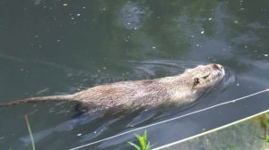 Бобры добры