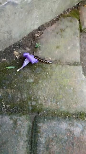 Baru Lihat Yang Warnanya Begini! 😱 Hewan Kaki Seribu смотреть онлайн