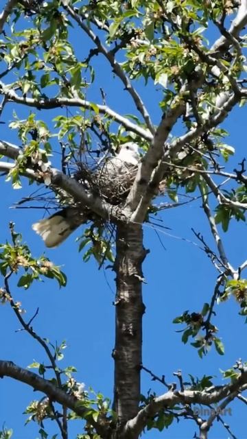 Горлица на гнёздышке #shorts #nature #природа #крым #птицы #bird #birdsounds #birds #горлица #весна