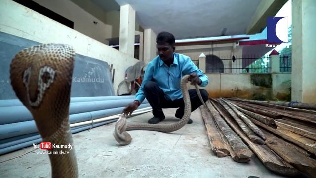 Wow ! Vava Suresh rescues Largest Cobra ever | Snakemaster | Latest episode смотреть онлайн