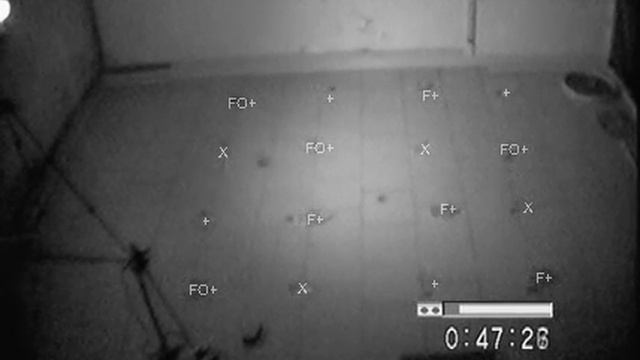 Myotis emarginatus experiment 03 смотреть онлайн
