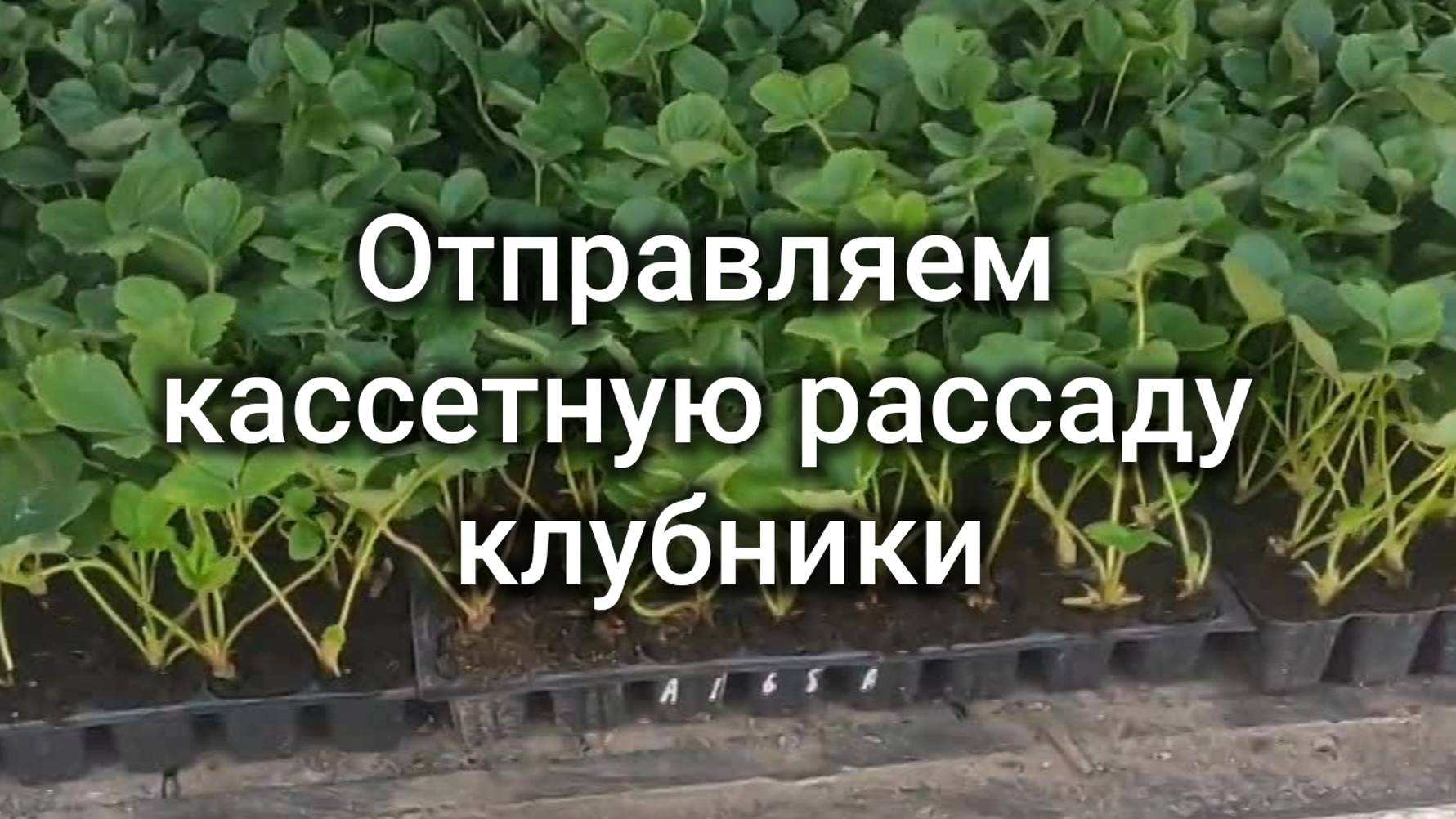 18 сентября, день отгрузок. смотреть онлайн