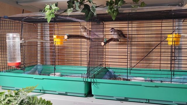 Славки черноголовая & садовая. (Sylvia atricapilla & Sylvia borin) смотреть онлайн