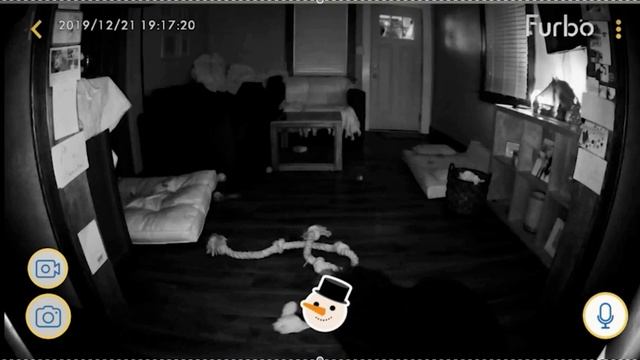Furbo 360 Camera: Your Ultimate Pet Monitoring Solution #furbo #camera  #dog #pets #technology
