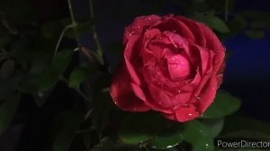 хайирли тонг онажон / xayirli tong onajon