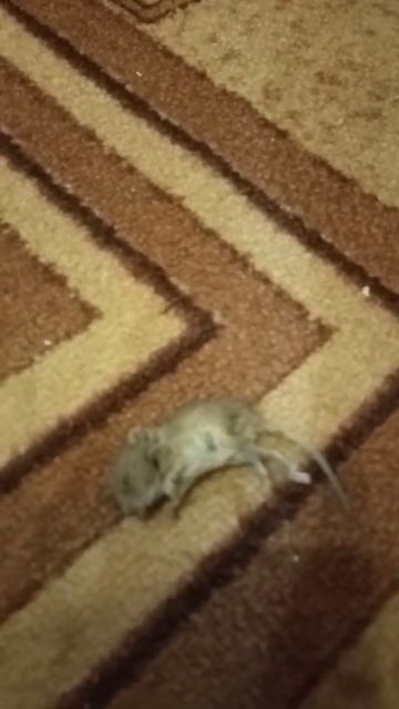 абиссинская мышеловка смотреть онлайн