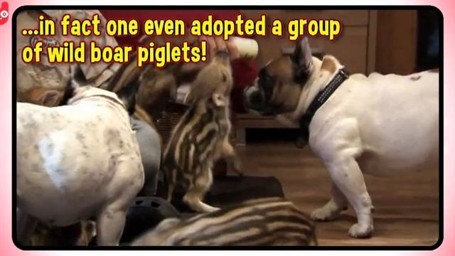 Animals that Look Like Celebrities смотреть онлайн