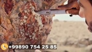 🌱Кундур елими Араб диёрларида ўсувчи КУНДУР номли дарахтдан чиқадиган елимдир!