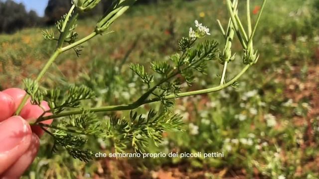 Pettine di venere, Scandix pecten-veneris L. смотреть онлайн