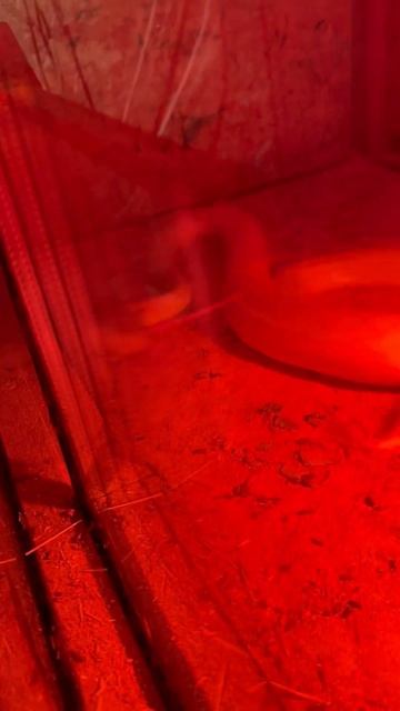 Змея убивает крысу #животные #змея #reptilesoftiktok смотреть онлайн