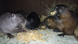 Успеть покормить НУТРИЙ, пока не хлынул дождь. 03.02.25