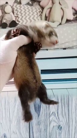 хорёк мальчик #ferret