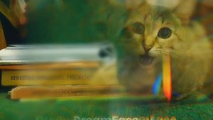 Душа поёт 🐱 | Маленькая полосатая кошка | Cute tabby kitty