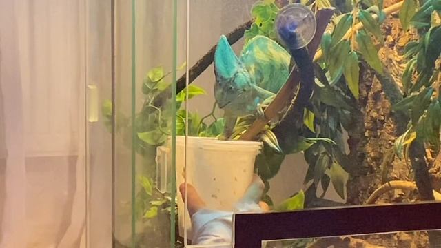 Кормление хамелеона смотреть онлайн