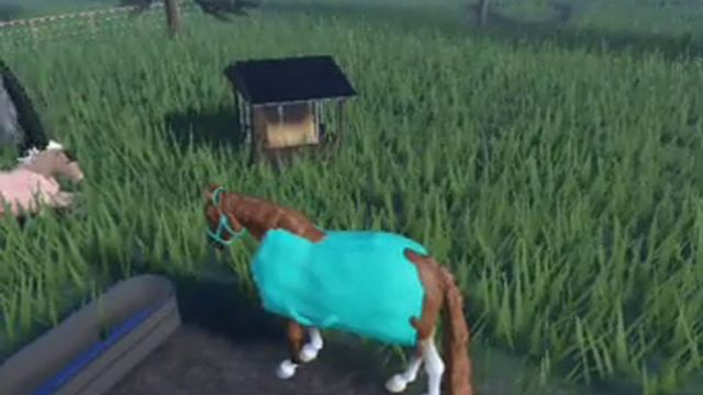 как прошла наша тренировка с лошадью по кличке Хан(клубная лошадь) смотреть онлайн