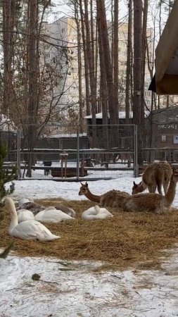 В ульяновском зоопарке подружились викуньи и лебеди