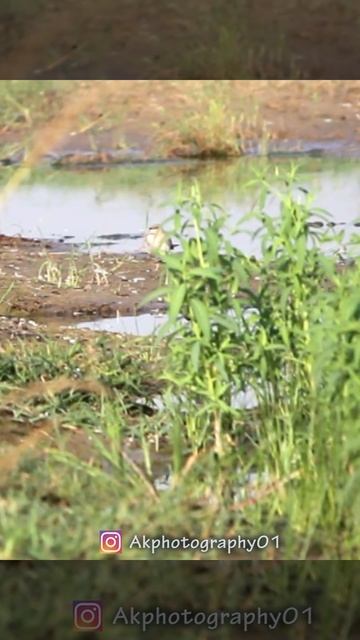 Small pratincole || Bird photography || Youtube shorts || amrik vlogs || akphotography01 смотреть онлайн