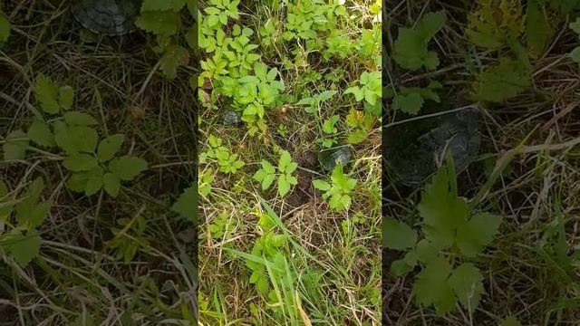 Черепашки на прогулке смотреть онлайн