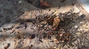 Pisonia umbellifera 'Variegata'