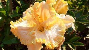 лилейник WONDER OF IT ALL