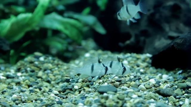 Guianacara Owroewefi 'Grand Laussat' смотреть онлайн