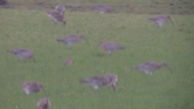 Little Curlew (Numenius minutus), kulik krótkodzioby смотреть онлайн
