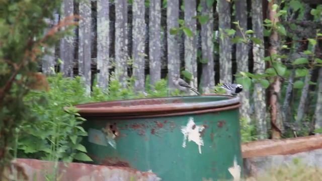 Птенец трясогузки смотреть онлайн