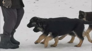 Питомник вео Бастион Фортуны