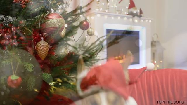Корги наряжает ёлку. смотреть онлайн
