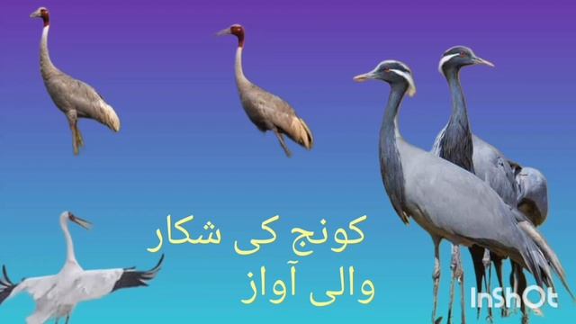 Crane brids hunting sounds کونج کی شکار والی آواز  Crane