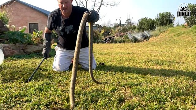 This is the most VENOMOUS SNAKE IN THE WORLD. Inland Taipan смотреть онлайн