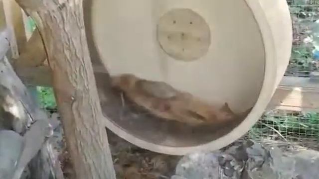 Белочки в беговом колесе смотреть онлайн