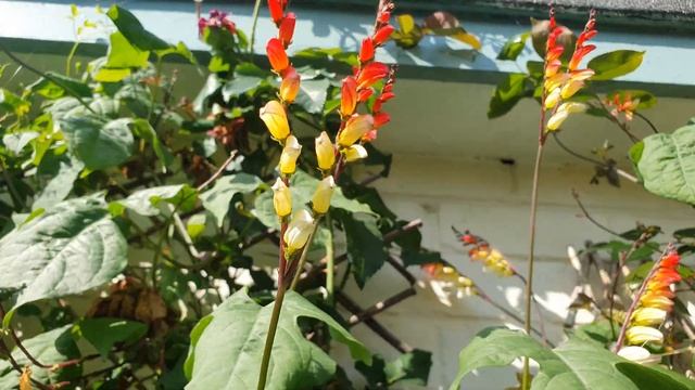 Spanish Flag Ipomoea lobata