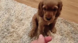 Щенок английского кокер спаниеля