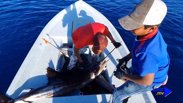 How to catch sailfish with no hooks!! смотреть онлайн