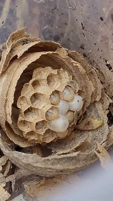 Wasp yoots #nests #wildlife #bees #wasp #garden #shorts смотреть онлайн