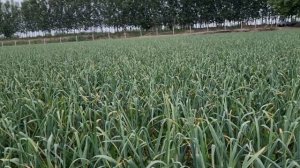 Гибрид ва Майский чеснок фарқи. @Bobodexqonlar  #agrosport  마늘 키우기 Garlic growing 种蒜 Chesnok ekish