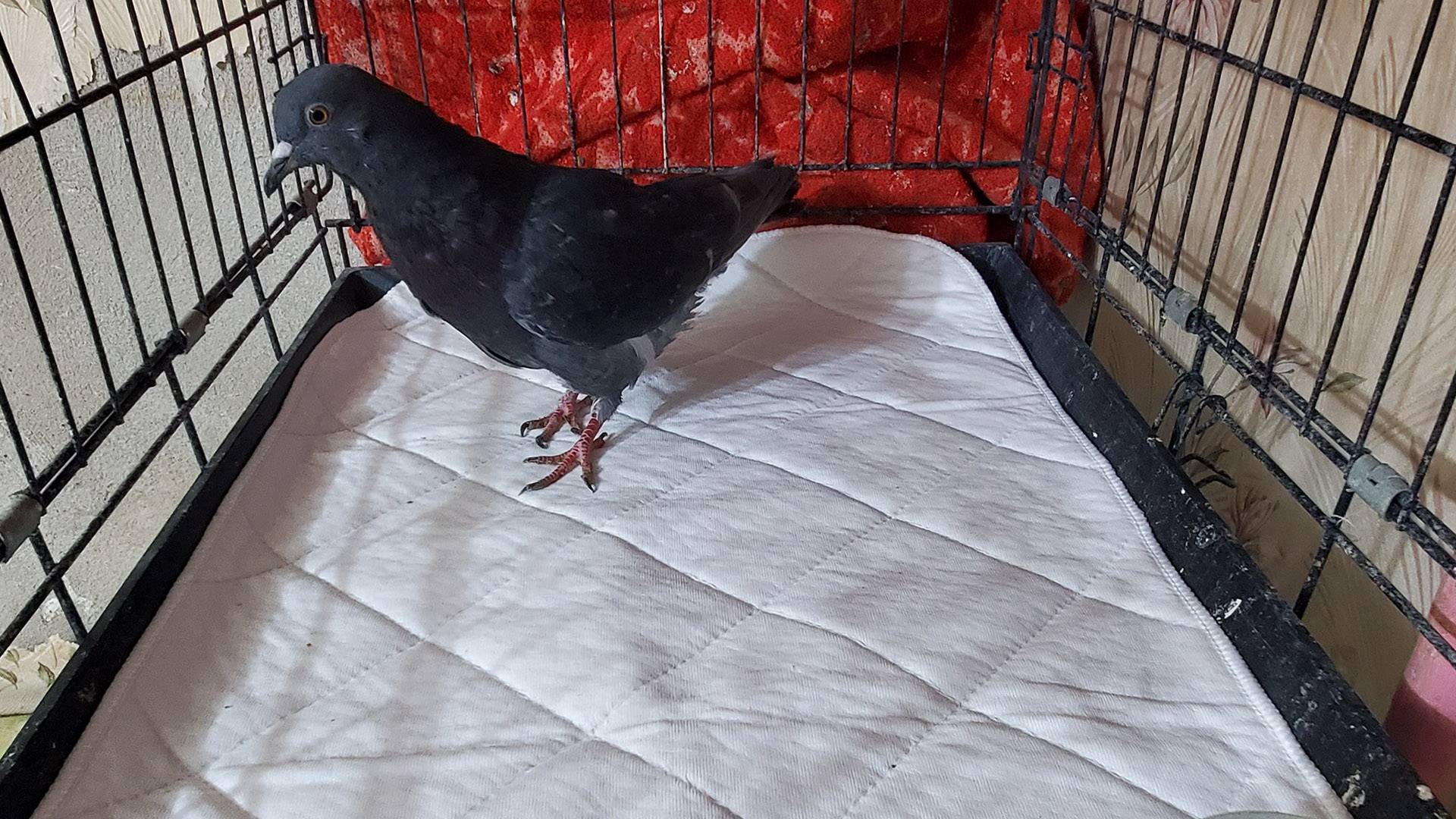 Многоразовые пелёнки для животных - это очень удобно выгодно! смотреть онлайн