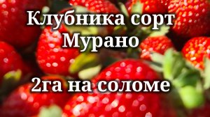 Клубника сорт Мурано 2 гектара на соломе.