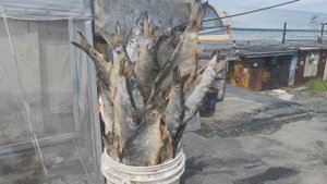 ЛУЧШИЙ Способ Засолки Рыбы (СУХОЙ ПОСОЛ)