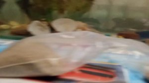 как различать рыб, не все знают что у самки плавник острый, но не у самца