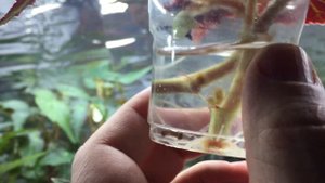 Бегония Белина Ванилла (Begonia Belina Vanilla)