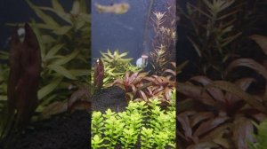 Перекос в аквариуме!