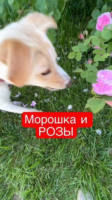 Морошка❤️Розы #краснодар #приколысживотными #собачки #собакадругчеловека #новости #россия #природа