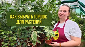 Как выбрать горшок для растений